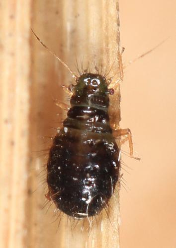 Caricosipha paniculatae